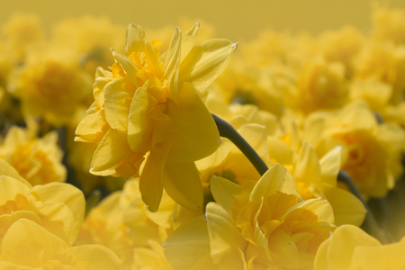 beautiful blooming yellow daffodils in a park.Background of yellow daffodilの写真素材