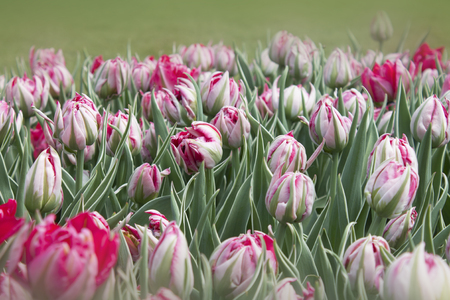 Background of buds of tulip 'Eternal Flame'の写真素材