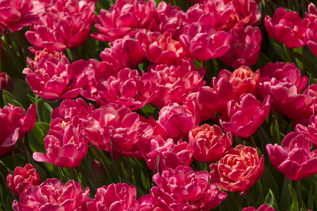 . Group of red tulips in the park. Spring landscape. Tulip background. Beautiful bouquet of tulips.の写真素材