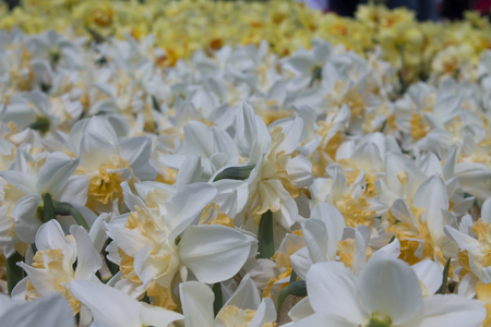 White Daffodil spring blossom in park .background daffodilの写真素材