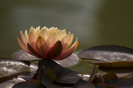 Lotus flower in water in sunlight , close upの写真素材