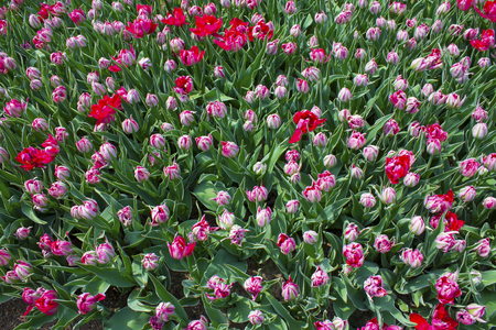 Background of many red tulip flower budsの写真素材