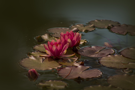 Red Nymphaea , Hardy Waterlily, in the pondの写真素材
