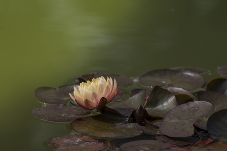 A beautiful pink waterlily or lotus flower in pondの写真素材