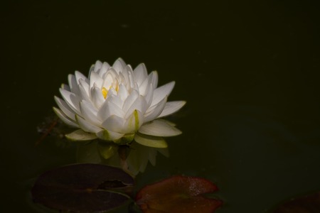 A beautiful white waterlily or lotus flower in pondの写真素材