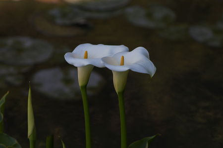Calla , elegant and peaceful full blooming Calla Lilyの写真素材