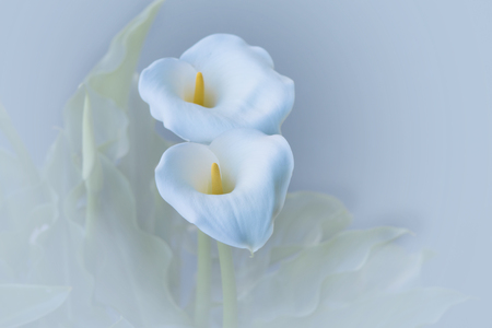 two calla lilies on white backgroundの写真素材