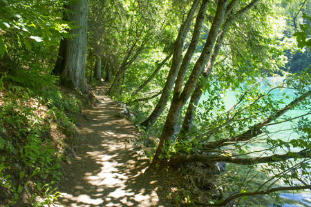 path in the forest, Lake Tovel, Italyの写真素材