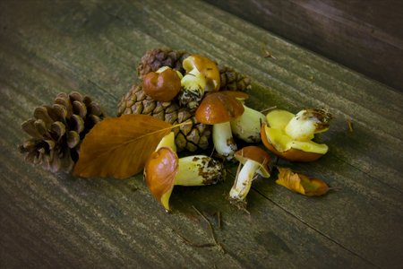 Mushrooms Suillus .mushrooms on a wooden tableの写真素材