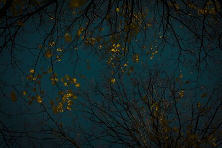 autumn leaves against the skyの写真素材