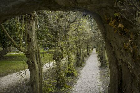 Green alley spring with trees in the parkの写真素材