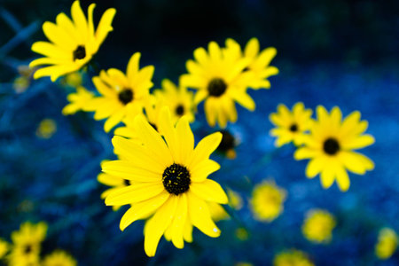 Sunflowersの写真素材