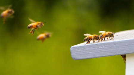 Bees flying