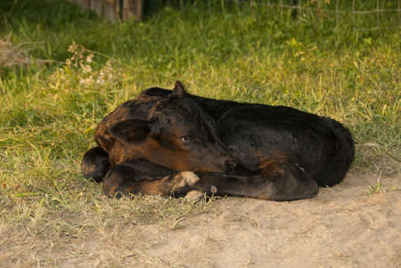Photo of a few days old new born baby angus calf laying in the field, の写真素材