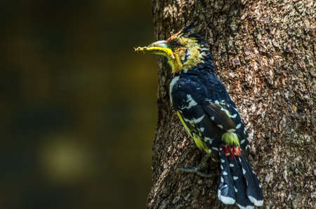 crested barbetの写真素材