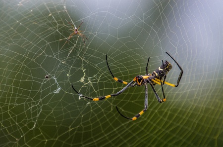 golden orb spiderの写真素材