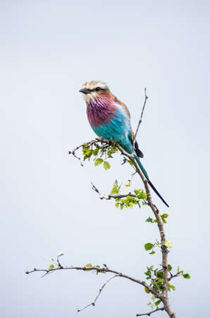 lilac breasted rollerの写真素材
