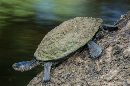 terrapinの写真素材