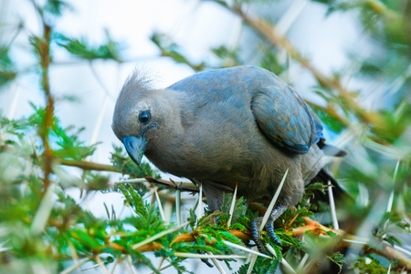 grey lourie