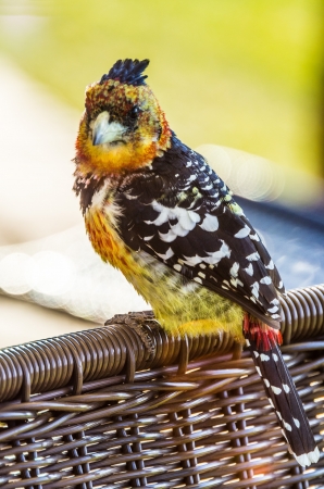 crested barbetの写真素材