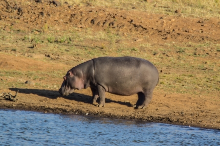 hippoの写真素材