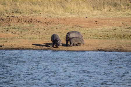 hippo mom and calfの写真素材