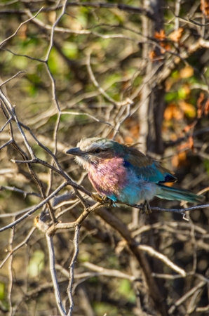 lilac breasted rollerの写真素材