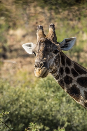 giraffeの写真素材