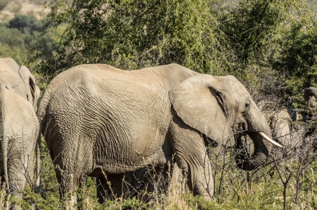 elephantの写真素材