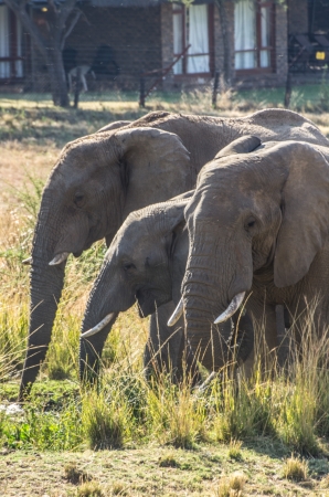 elephantsの写真素材