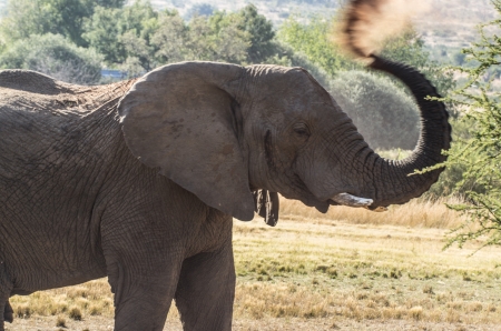 elephantの写真素材