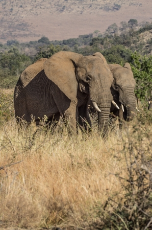 elephants