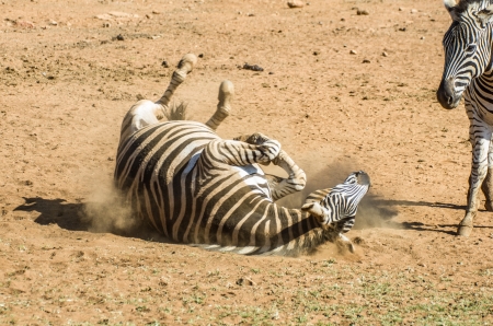 zebraの写真素材