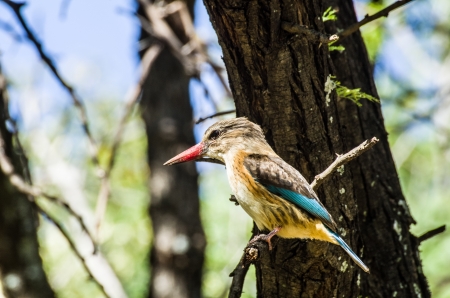 brownhooded kingfisherの写真素材