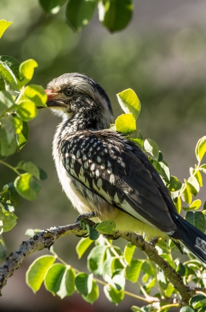 red-billed hornbillの写真素材