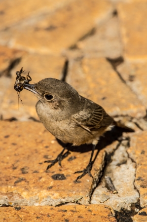 mossieの写真素材