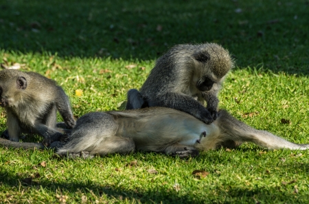 vervet monkeyの写真素材