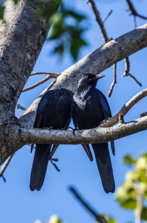 redwing starlingの写真素材