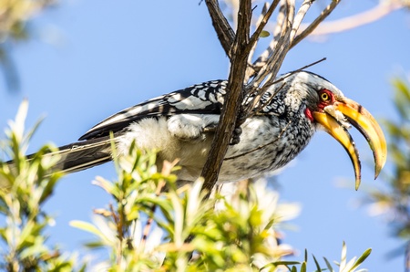 yellow-billed hornbillの写真素材