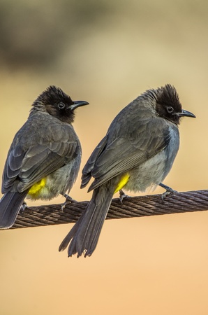 blackeyed bulbullの写真素材