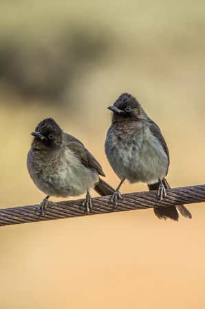 blackeyed bulbullの写真素材