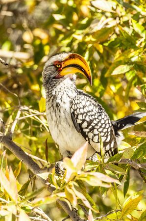 yellow-billed hornbillの写真素材