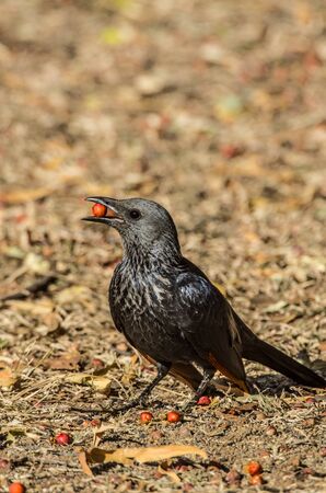 redwing starlingの写真素材