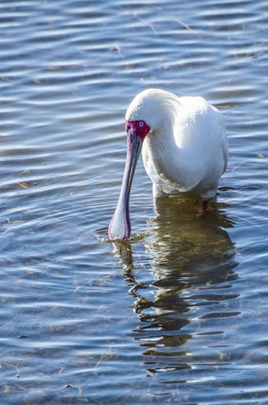 spoonbillの写真素材