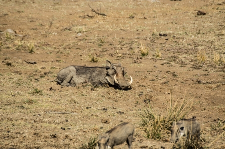 warthogの写真素材