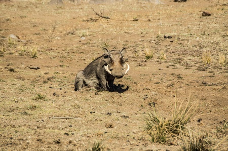warthogの写真素材