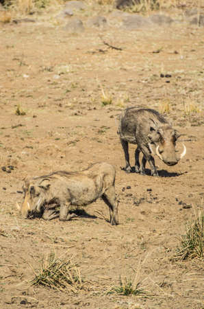 warthogの写真素材