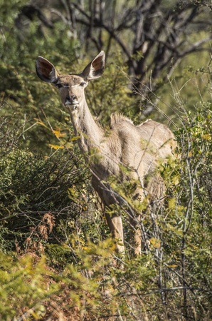 kudu femaleの写真素材