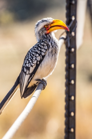 yellow-billed hornbill