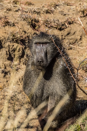baboon
